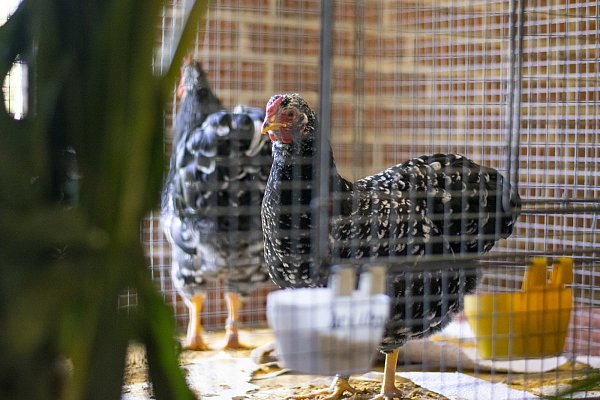Der RGZV Fauna stellte verschiedene Geflügelarten aus. Die Besucher bezeichneten die Volieren als "sehr liebevoll gestaltet" - © Joel Beinke
