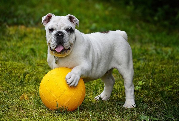 Von klein bis groß, von schwarz bis weiß - Hunde gibt es in vielen verschiedenen Größen und Fellfarben. - © Symbolfoto: Pixabay