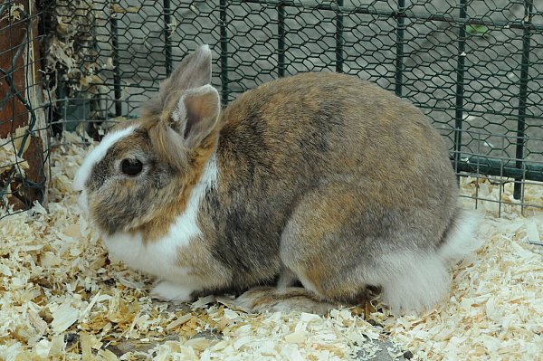 Juli leidet unter EC (Encephalitozoon cuniculi) auch bekannt als Sternenguckerkrankheit. Die ist übertragbar. Das macht sie und ihren Sohn Jackson schwer vermittelbar. - © Heiko Kaiser