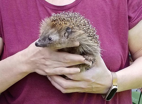 Viele Igel suchen auch in Güterslohergärten Unterschlupf für den Winter. - © Wildtierhilfe OWL