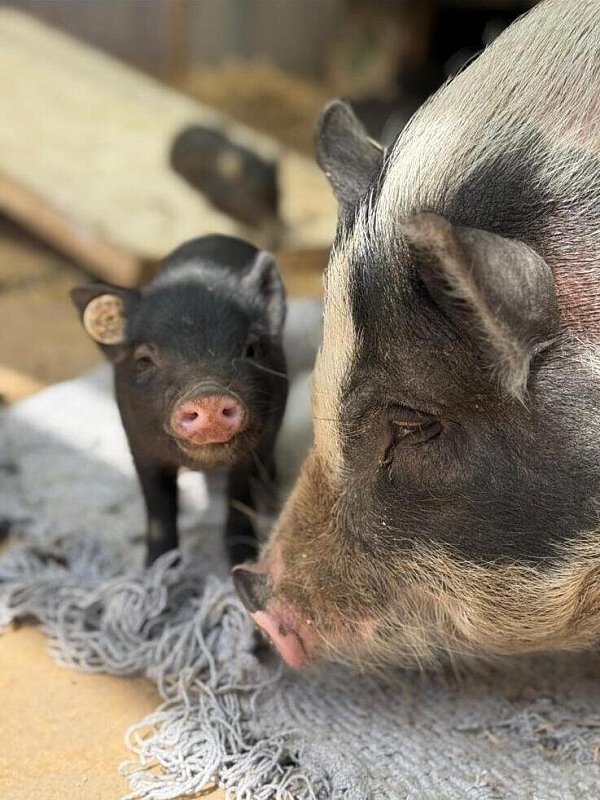 Noch sind die Ferklinge klein und süß - später werden sie wahrscheinlich größer als ihre Mini-Schwein-Mütter. - © Tierheim Lübbecke