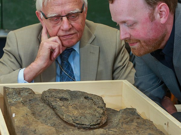225 Millionen Jahre alt: Der versteinerte Schädel, den Martin Büchner und Sven Sachs begutachten und der aus einer Schuttgrube am Eisernen Anton stammt, gehört zur bisher unbekannten Riesenlurch-Art „Cyclotosaurus buechneri". - © Andreas Zobe