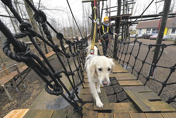 Hängebrücke: Diesen Gang absolviert Mable weit vor ihrem Frauchen Simone Isenburg. - © Jens Dünhölter