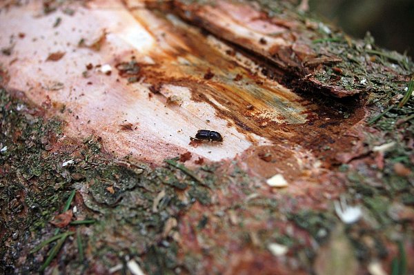 Der Borkenkäfer hat viele Bäume geschädigt. - © Ingrun Waschneck