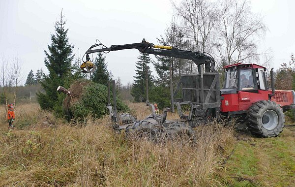 Direkt nach der Fällung hebt Forstunternehmer Lange den Weihnachtsbau behutsam mit einem Rückezug aus dem „Glasebruch“. - © Stefan Befeld Wald und Holz