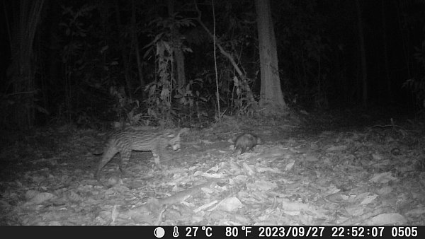 Eine besondere Freundschaft: Ein Ozelot und Opossum streifen gemeinsam durch den Amazonas. - © NW