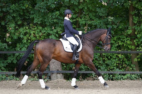 Auffällig auf „Chaconteur": Marcel Dyllonge vom RFV Herford zeigte sein Talent in den M-Prüfungen. - © Peter Unger