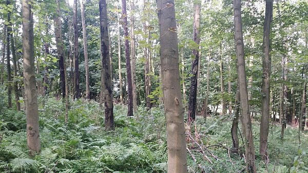 Die schwarzen Stellen an den Bäumen weisen die Ausbreitung des Pilzes hin. - © Stadt Herford