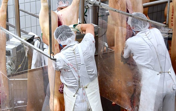 Die Fleischproduktion zählt zu den verschiedenen Geschäftsbereichen der künftigen Premium Food Group. - © picture alliance/dpa/Tönnies