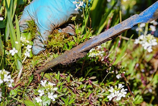 Das Jäten von Unkraut oder andere kleinere Gartenarbeiten, die geräuscharm sind, sind an Pfingsten unbedenklich. - © Symbolbild/Pixabay