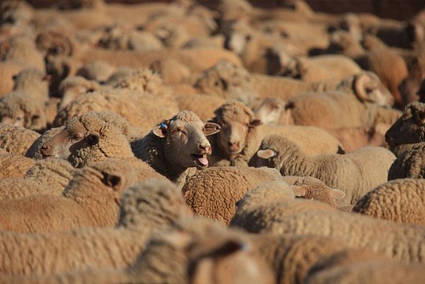 Schafe auf der Osningstraße. - © Symbolfoto NW