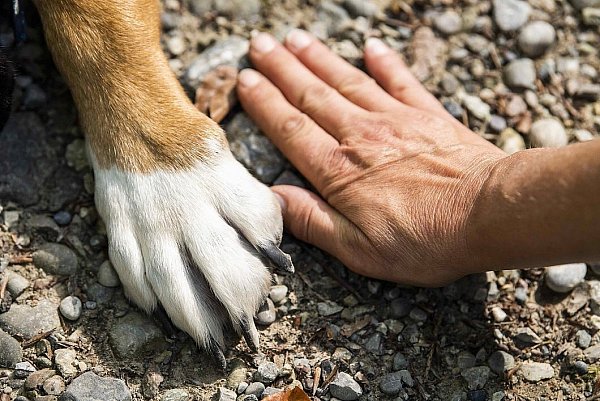 Hunde sind einfühlsam - sie können die Gefühlslage der Menschen einschätzen. - © Symbolfoto: Pixabay