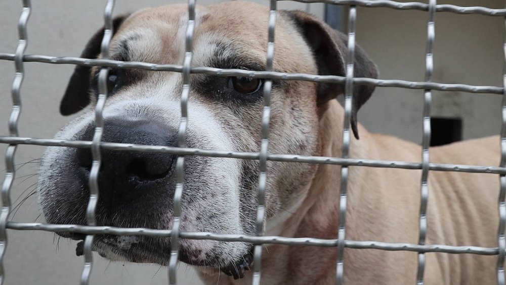 Hund Chico könnte nach Beißattacke in Spezialeinrichtung kommen nw.de