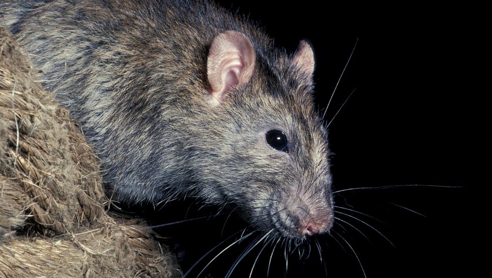 Ratten kommen aus den Kanälen was Bürger dagegen tun können nw.de