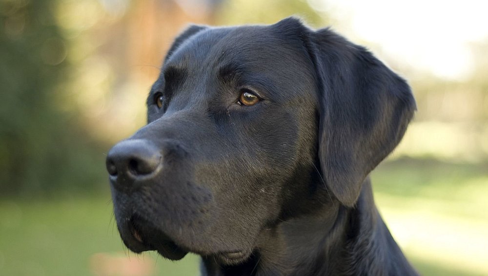 Hundemeute soll schon 2018 Bielefelder Hunde attackiert haben nw.de