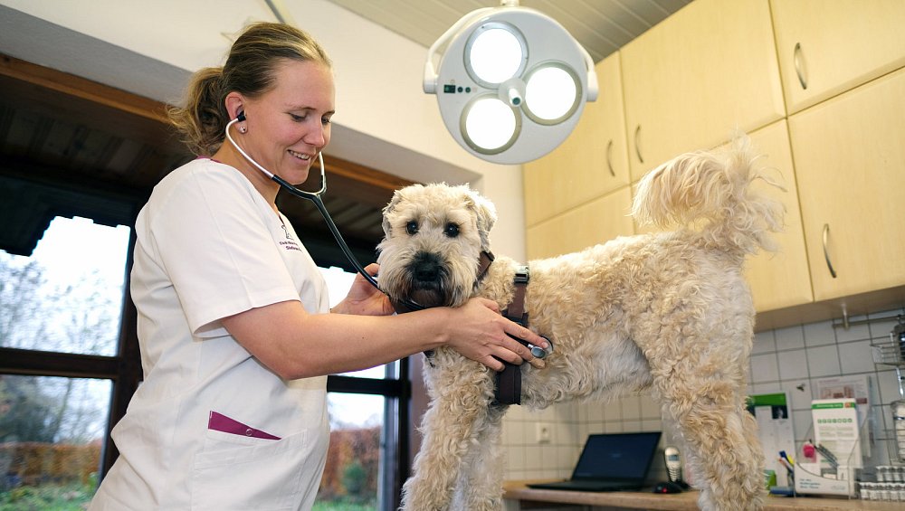 Tierarztpraxis Dr. Med. Vet. Ulrich Jakob Fischer Erstmals pauschale Gebühr: So teuer soll der Notdienst für Tierhalter