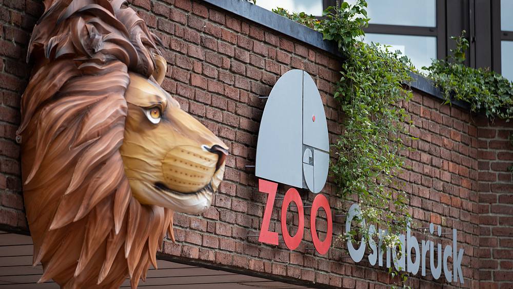 Zoo Osnabrück: Tierpflegerin von Löwen angegriffen | nw.de