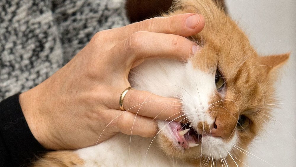 Katzenbisse sind ein Fall für den Arzt | nw.de