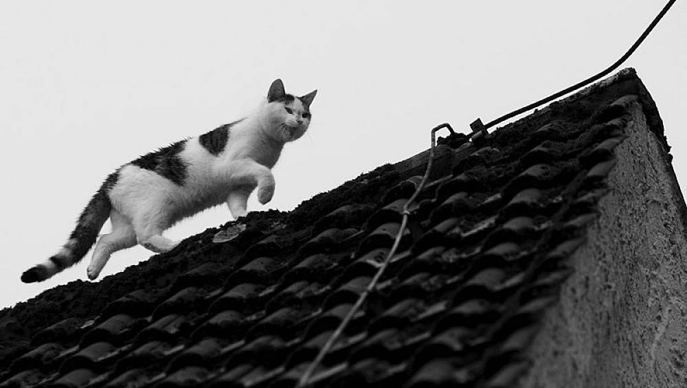 Katze auf dem Dach | nw.de