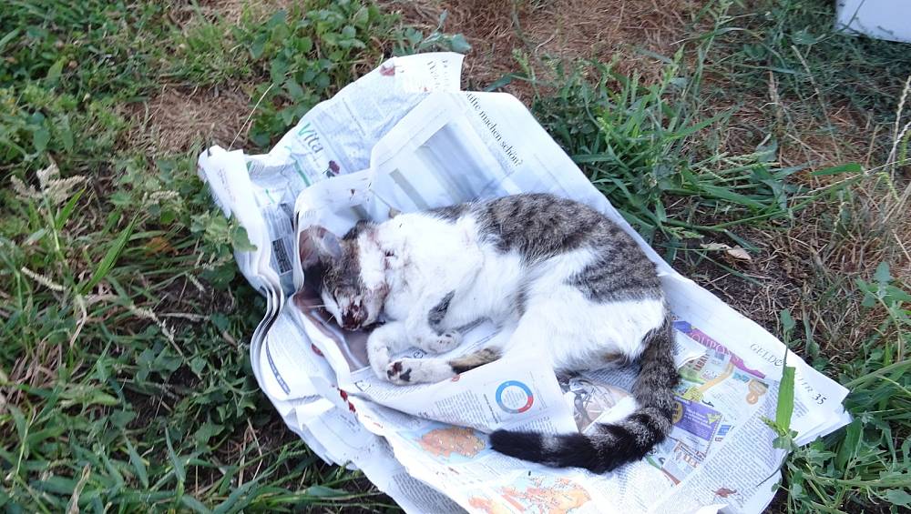 Unbekannter tötet Katze mit Kopfschuss - Halterin kamen bereits mehrere Katzen abhanden | nw.de