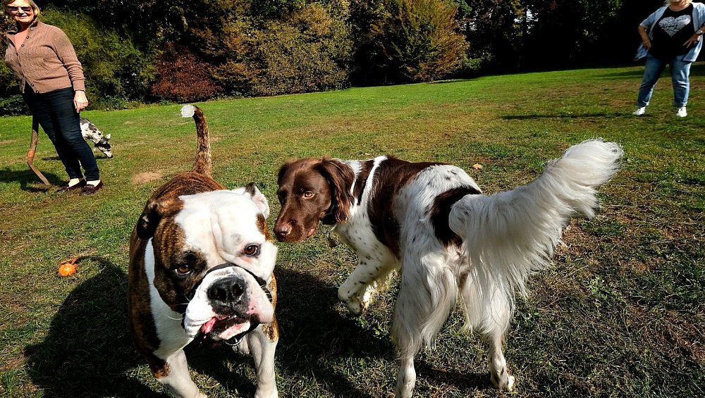 In Bielefeld entsteht eine große Spielwiese für Hunde nw.de