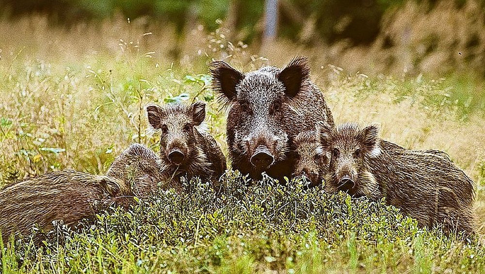 Wildschweine machen sich breit | nw.de