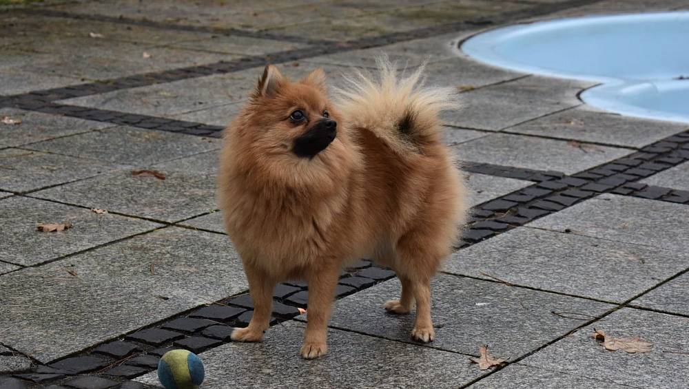 Drei Hunde fallen in Bielefeld Frau mit Zwergspitz an NotOperation