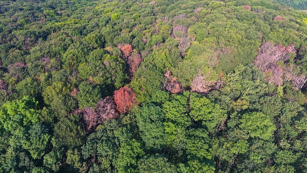 Buchensterben nimmt im Hochstift immer größere