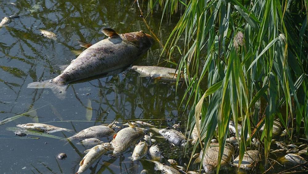 Die Umweltkatastrophe an der Oder gibt weiter Rätsel auf nw.de
