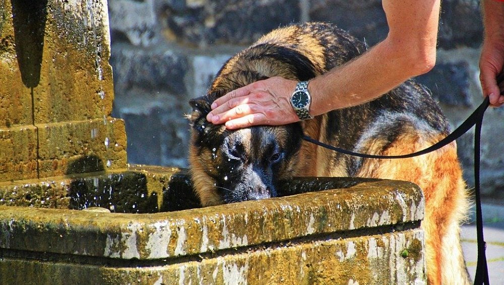 Immer mehr Hunde landen in Bielefeld mit Kollaps beim Tierarzt nw.de