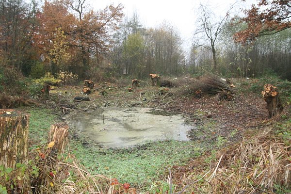 Röteteiche im Herbst Rückschnitt der umstehenden Bäume; wieder etwas Wasser in den einzelnen Teichen, nachdem bis auf zwei nach dem trockenen und heißen Sommer trocken gefallen waren - © Karin Wessler