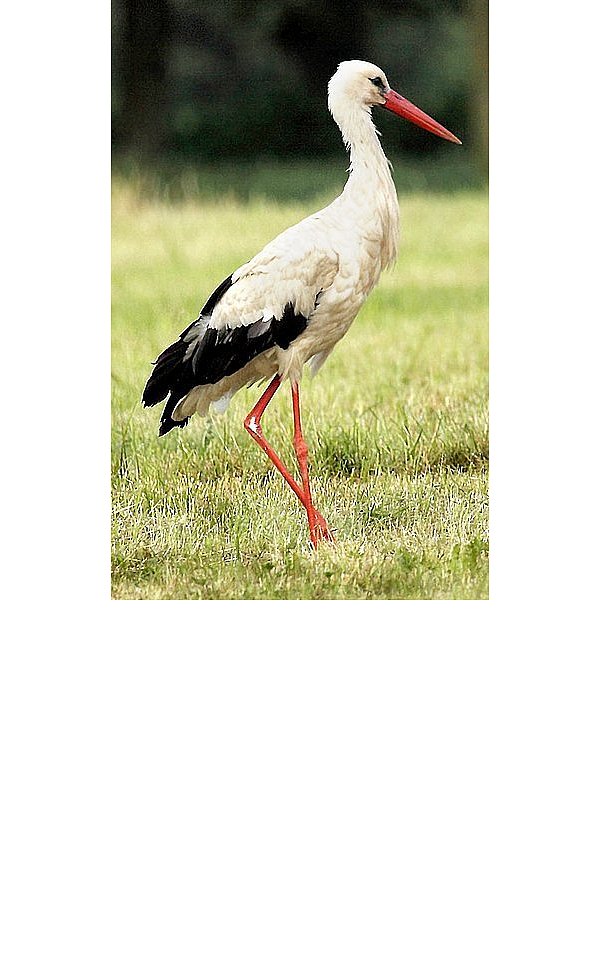 Deutlich ist die weiße Stelle am linken Kniegelenk des Storches zu sehen. Vielleicht hat der Vogel mit dem Bein einen Stacheldraht gestreift, vermutet Naturschützer Erwin Mattegiet. - © FOTO: WITOLD GUZIK