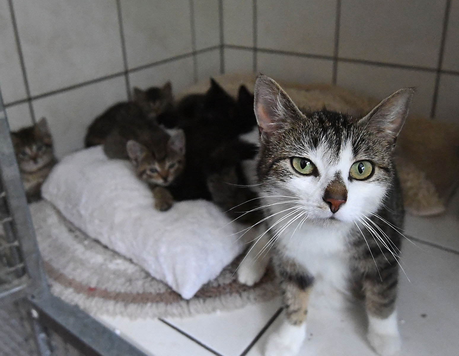 Paderborn: Viele Katzen warten im Tierheim auf ein neues Zuhause | nw.de
